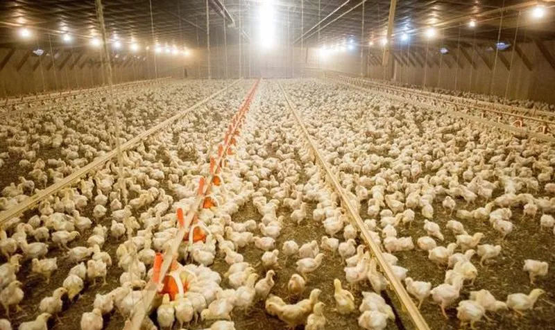 養(yǎng)殖業(yè)消毒對農(nóng)村經(jīng)濟的發(fā)展意義重大(圖1) 養(yǎng)殖業(yè)消毒對農(nóng)村經(jīng)濟的發(fā)展意義重大(圖1)